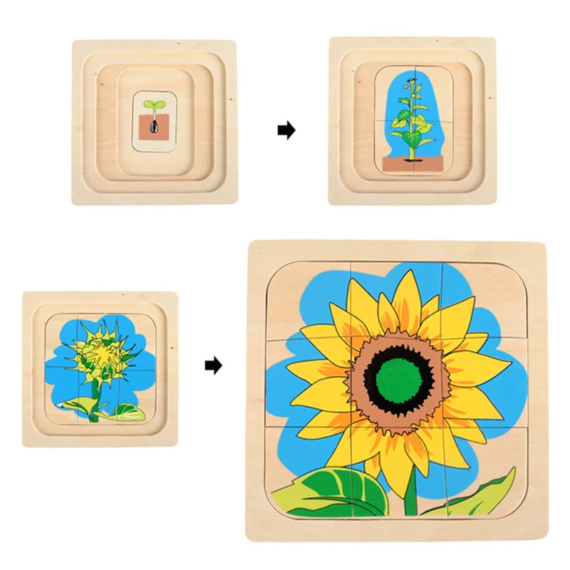 Montessori Man Woman Growth Puzzles Wooden Toys Caterpillar Frog Sunflower Growth Process Puzzle Educational Toys For Children