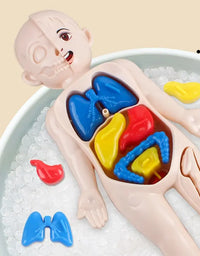 14Pcs Set Human Organ Model Children DIY Assembled Medical Early Science And Education Toys
