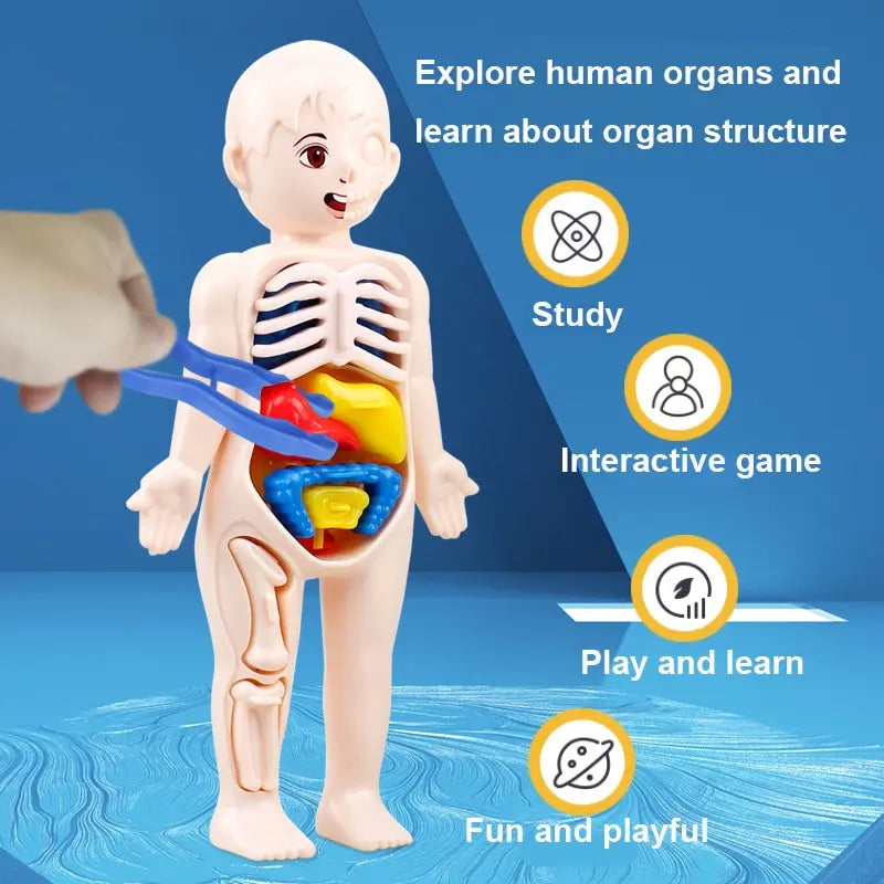 14Pcs Set Human Organ Model Children DIY Assembled Medical Early Science And Education Toys