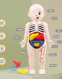 14Pcs Set Human Organ Model Children DIY Assembled Medical Early Science And Education Toys
