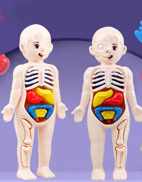 14Pcs Set Human Organ Model Children DIY Assembled Medical Early Science And Education Toys
