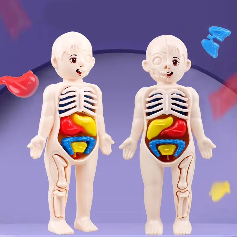 14Pcs Set Human Organ Model Children DIY Assembled Medical Early Science And Education Toys
