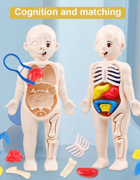 14Pcs Set Human Organ Model Children DIY Assembled Medical Early Science And Education Toys
