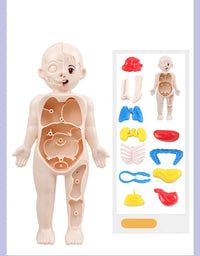 14Pcs Set Human Organ Model Children DIY Assembled Medical Early Science And Education Toys

