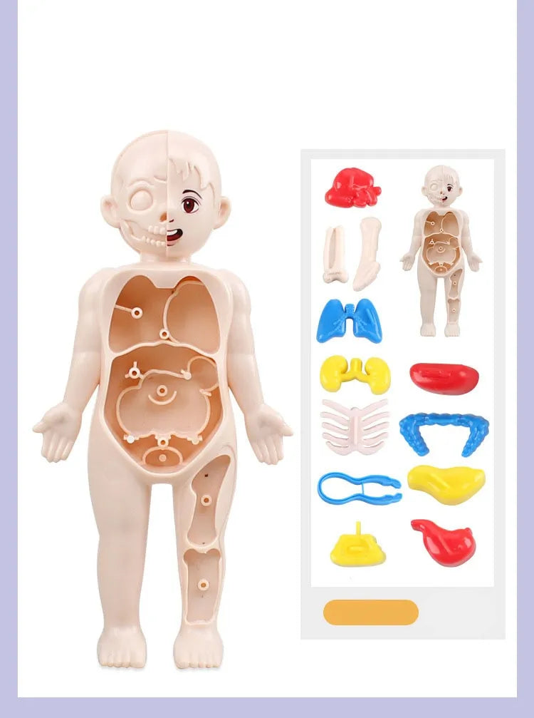 14Pcs Set Human Organ Model Children DIY Assembled Medical Early Science And Education Toys